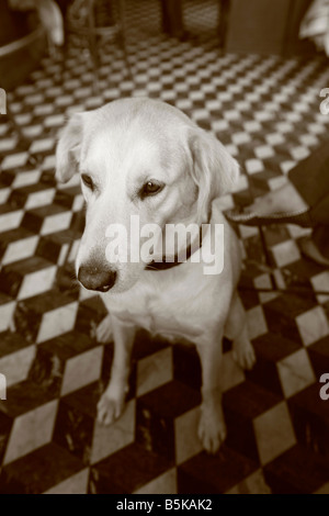 Labrador-Hündin, die sitzen auf karierten Stock Restaurant in Paris Frankreich Stockfoto