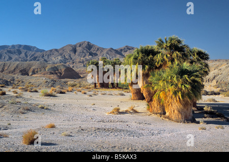 Wüste Fan Palmen an 17 Palms Oasis auf schneiden über Trail Feldweg in Kalifornien Anza Borrego Desert State Park Stockfoto