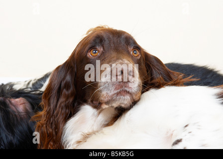 English Springer Spaniel (Gun Arbeitshunde) auf dem Boden ruhen. Stockfoto