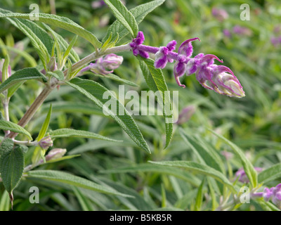 Mexikanische bush Salbei (Salvia leucantha) Stockfoto