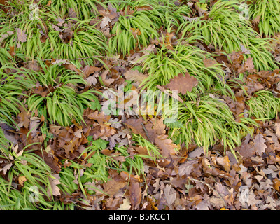 Großen Wald Rush (luzula sylvatica) Stockfoto