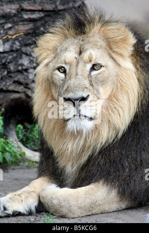 Porträt der schönen Löwe auf Masai Mara, Kenia, Afrika. Stockfoto