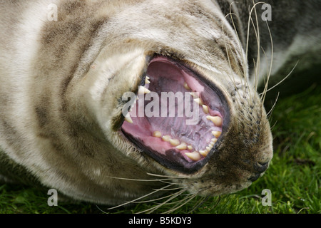 Atlantic Grey Seal Halichoerus Grypus Gähnen und zeigt seine Zähne Stockfoto