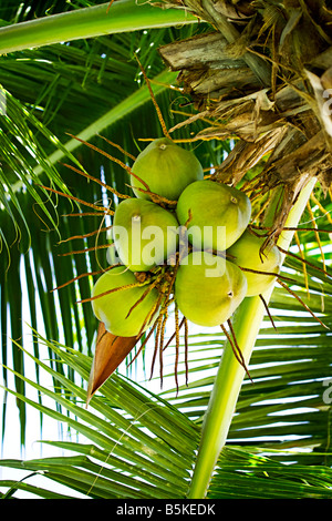 Kokosnüsse im Baum, Krabi, Thailand Stockfoto