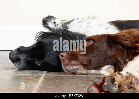 English Springer Spaniel (Gun Arbeitshunde) ruht auf dem Küchenboden. Stockfoto