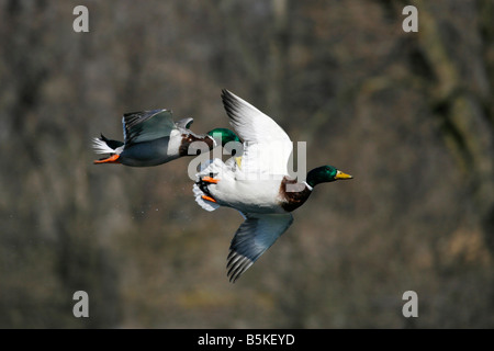 Zwei Drake Mallard Enten Kämpfe in der Luft. Stockfoto