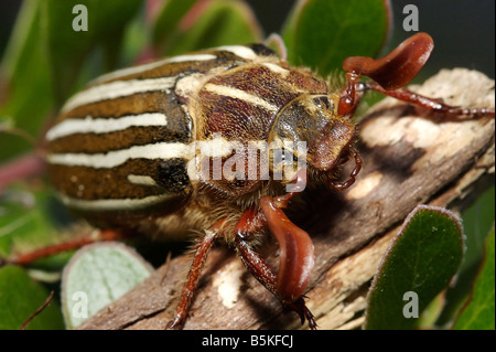 Ein zehnreihiger juni-käfer (Polyphylla decemlineata), der auf Vancouver Island in Comox, British Columbia, Kanada gefunden wurde. Stockfoto