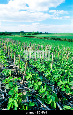 Sojabohnen in 'no till' Feld gepflanzt. Stockfoto