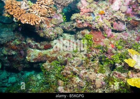 Fische und Korallen Sorten des Great Barrier Reef während Nachttauchgang Trompete Stockfoto