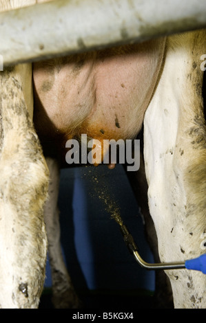 Zitzen der Kühe helfen Stop Infektion und Krankheit Wales Iodlösung zuweisen Stockfoto