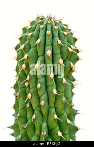 Hoodia Gordonii südafrikanischen Wüstenpflanze gegen Fettleibigkeit Kalahari Bushmen Stockfoto