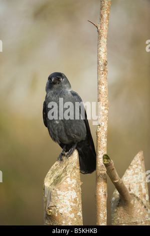 Dohle Corvus Monedula ruht auf einem Pfosten im Herbst Stockfoto