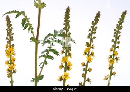 Agrimony Agrimonia eupatoria Stockfoto