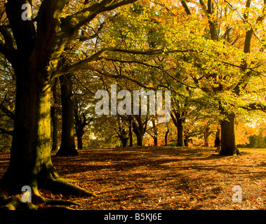 Bäume an einem sonnigen Herbsttag in Großbritannien Stockfoto