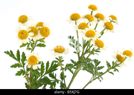 Das Mutterkraut Chrysanthemum parthenium Stockfoto