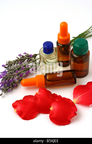 Öl-Essenzen. Rose und Lavendel. Rosa sp und Lavandula officinalis Stockfoto