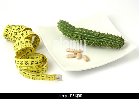 Hoodia Gordonii südafrikanischen Wüstenpflanze gegen Fettleibigkeit Kalahari Bushmen Stockfoto