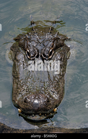 Der Leiter der ein Alligator ragte aus dem Wasser Stockfoto