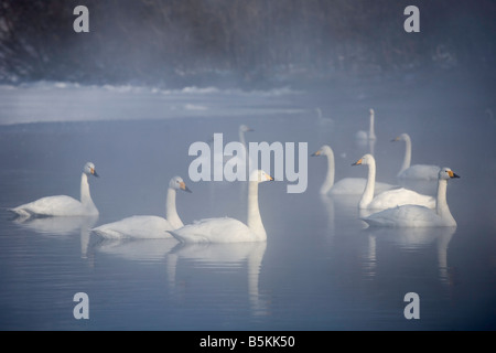 Hokkaido Japan Whooper Schwäne Cygnus Cygnus schwimmen in den nebligen offenen Gewässern des gefrorenen See Kussharo Akan National Park Stockfoto