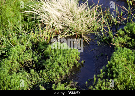 Torfmoos Sphagnum sp in Decke Moor gefunden und nassen Torf Boden auf moorland Stockfoto