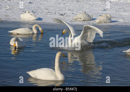 Hokkaido Japan Whooper Schwäne Cygnus Cygnus schwimmen in den nebligen offenen Gewässern des gefrorenen See Kussharo Akan National Park Stockfoto