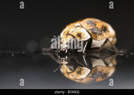 Ein abwechslungsreiche Teppich Käfer sitzt auf einer reflektierenden Granitoberfläche.  Foto ist ca. 4 x in Lebensgröße. Stockfoto