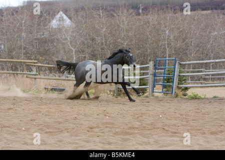 Grauen oder blauen roan Pferd im Galopp um einen Sand Reitplatz. Stockfoto