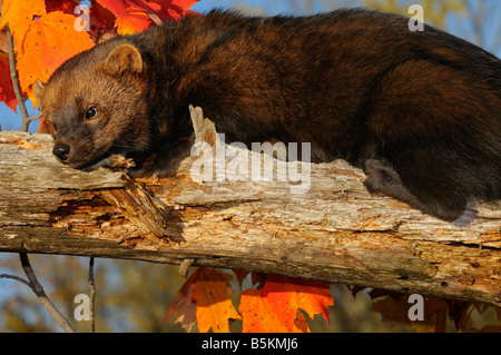 Close up Portrait of North American Marten oder Fisher Faulenzen auf einem Toten Ast mit rot-Ahorn-Blätter in einem Herbst Wald Pekania Pennanti Minnesota USA Stockfoto