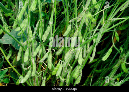 Soja-Hülsen auf Pflanze reifen. Stockfoto