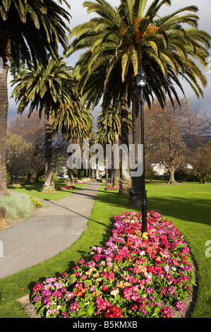 Frühlingsblumen und Palmen Bäume Anzac Square Nelson Südinsel Neuseeland Stockfoto