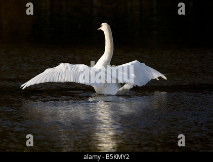 Schwan am Schwarzwasser Stockfoto