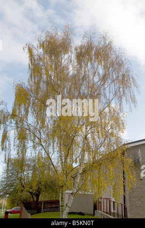 Salix Chrysocoma ' goldene Trauerweide ' Baum Stockfoto