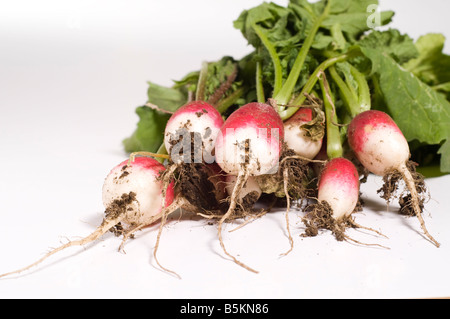 frisch gepflückt von Rettich Stockfoto