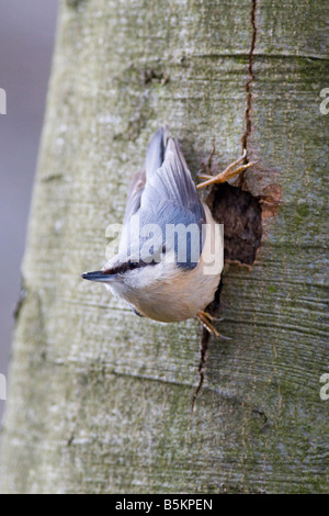 Kleiber - Sitta europaea Stockfoto