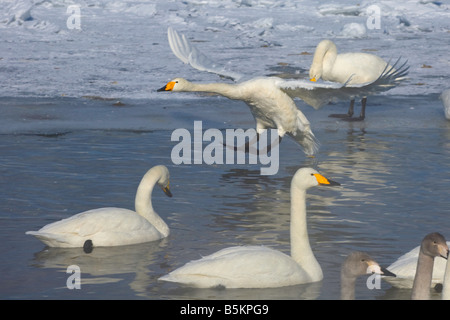 Hokkaido Japan Whooper Schwäne Cygnus Cygnus schwimmen in den nebligen offenen Gewässern des gefrorenen See Kussharo Akan National Park Stockfoto