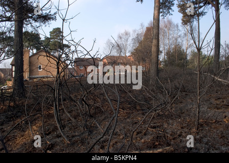 Heide-Feuer in Dorset in der Nähe einer Wohngegend Stockfoto