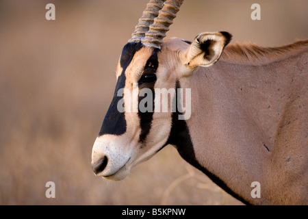 Oryx (Oryx Beisa), Samburu Nationl Park, Kenia Stockfoto