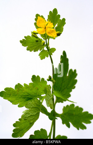 Schöllkraut Chelidonium majus Stockfoto
