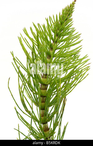 Schachtelhalm Equisetum arvense Stockfoto