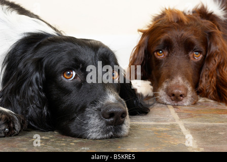 English Springer Spaniel (Arbeitshunde Gun) Stockfoto