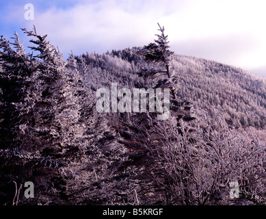 Vereisten Gipfel Bäume auf der Blue Ridge Parkway Mount Mitchell State Park North Carolina Stockfoto