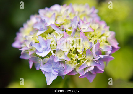 Eine leichte lila und gelbe Blume Stockfoto