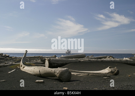 Walknochen angespült auf einem vulkanischen schwarzen Sandstrand am Kvalrossbukta auf der abgelegenen arktischen Insel Jan Mayen Stockfoto