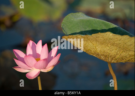 Lotus oder Sacred Seerose (Nelumbo Nucifera) Blume Pflanze Fogg Dam Northern Territory Australien eingeführt September Stockfoto