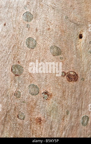 Salmon Gum Eukalyptus Salmonophloia Rinde Arboretum Kalgoorlie Western Australia September Stockfoto