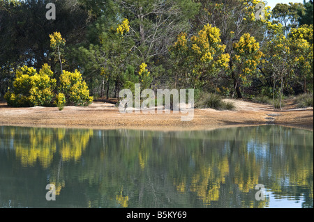 Acacia in Blüte Helms Arboretum Esperance Western Australia September Stockfoto