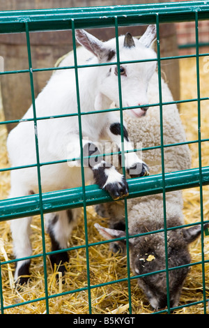 Ein Baby-Lamm und Zicklein hinter einem Drahtzaun Stockfoto