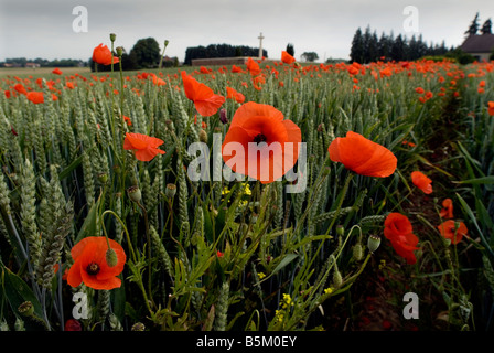 Mohnblumen Friedhöfe Rancourt Somme Battlefields CWGC WW1 Opfer mutigen erinnern Erinnerung Ehre Stockfoto