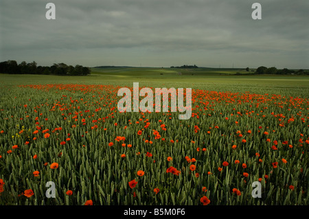 Mohnblumen Friedhöfe Rancourt Somme Battlefields CWGC WW1 Opfer mutigen erinnern Erinnerung Ehre Stockfoto