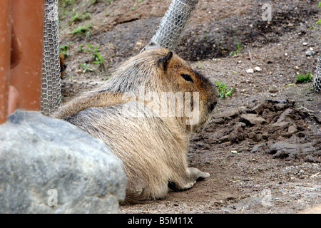 Capibara im Asahiyama Zoo Hokkaido Japan Stockfoto